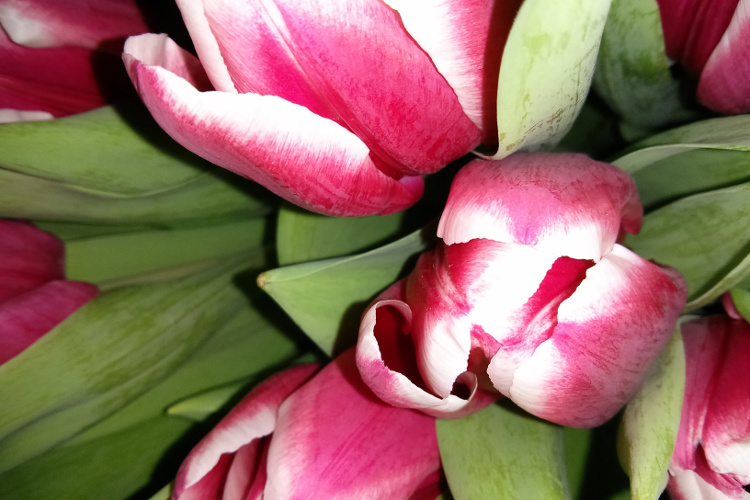 Tulpen, Nahaufnahme - Frühling