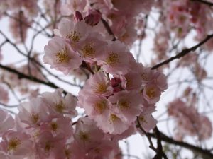 Rosa Kirschblüten - Nahaufnahme - Frühling