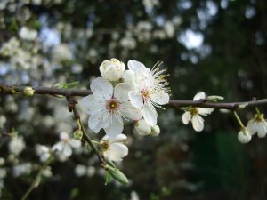 Kirschblüten - Nahaufnahme - Frühling