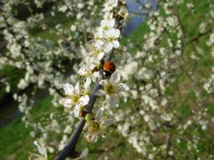 Marienkäfer in Blütenpracht - Frühling