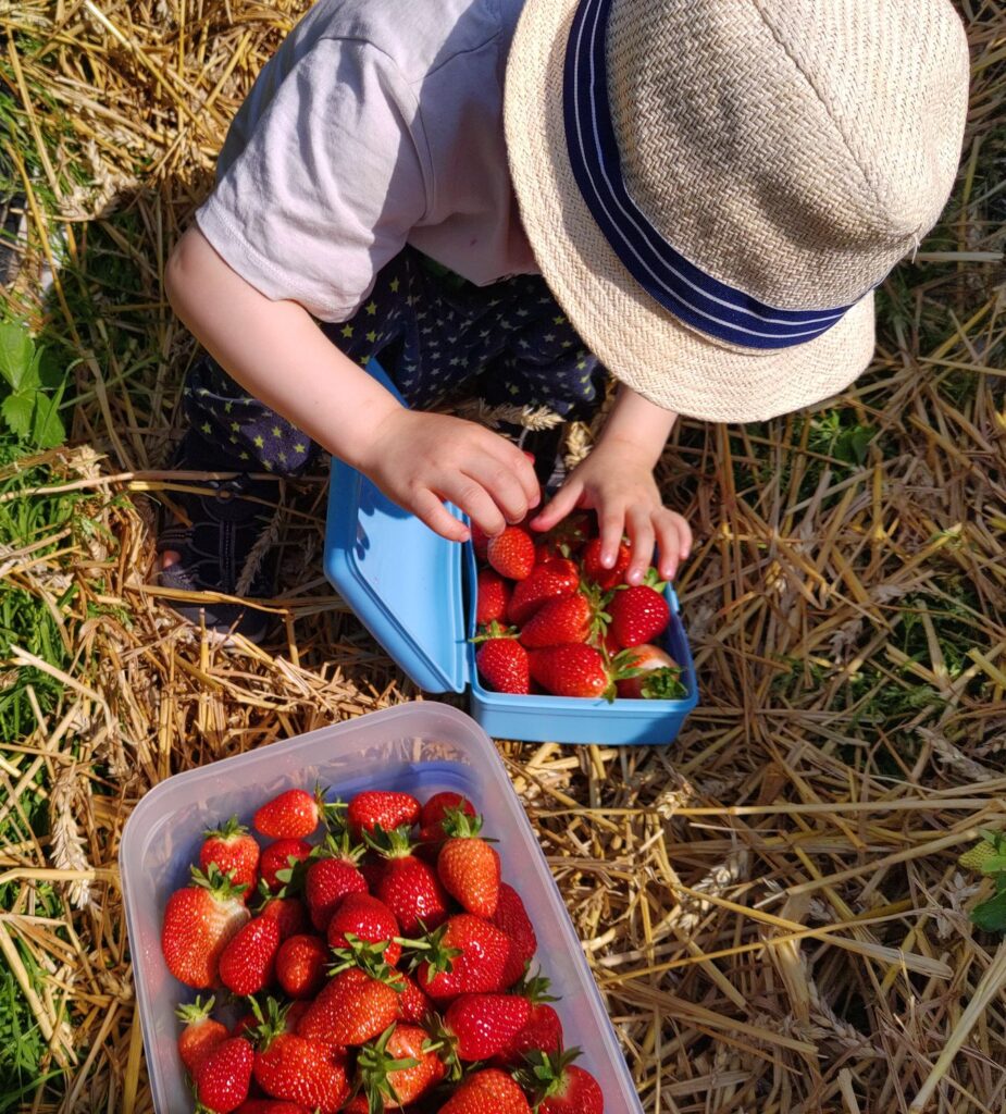 Erdbeeren pflücken auf Erdbeerfeld mit Kind